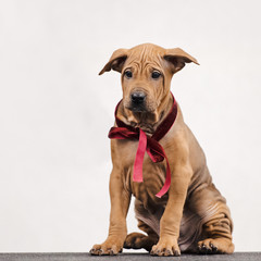 thai ridgeback puppy sitting indoors with red ribbon on his neck