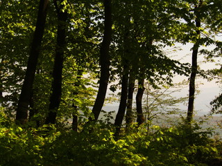 Obraz premium morning in the forest