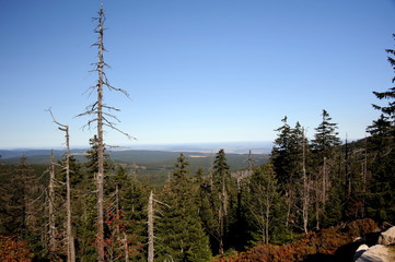 Waldschäden auf dem Brocken