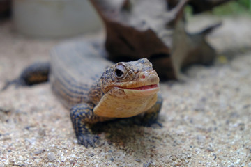 Savannah monitor, a medium-sized species of monitor lizard native to Africa