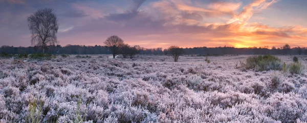 Printed roller blinds Salmon Frosted heather at sunrise in winter in The Netherlands