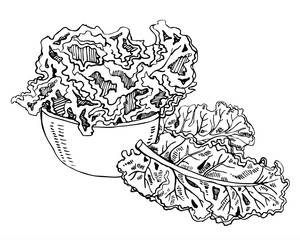 Composition with kale cabbage leaves in a bowl. Hand drawn outline vector sketch illustration