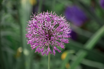 Close up Mimosa pudica pink flowe