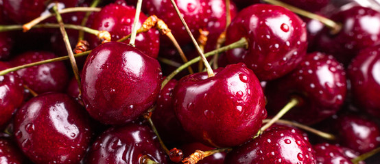 Close up of fresh cherry berries. Drops of water on the surface of berries. Selective focus. Macro...