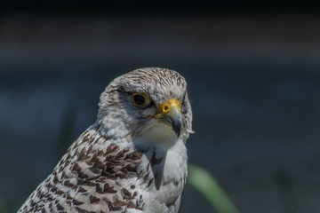peregrine falcon resting in his innkeeper