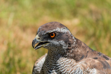 peregrine falcon resting in his innkeeper