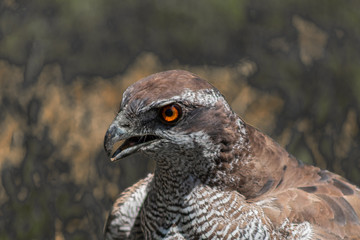 peregrine falcon resting in his innkeeper