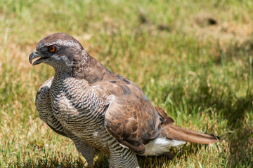 peregrine falcon resting in his innkeeper