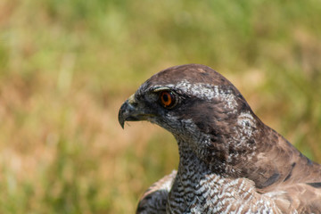 peregrine falcon resting in his innkeeper