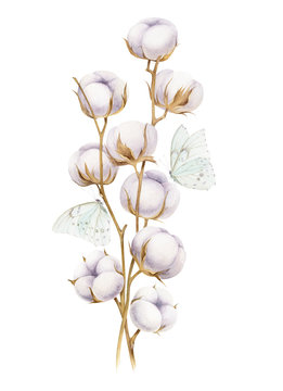 Watercolor cotton ball painting on white background. Cotton branch flower print decoration.