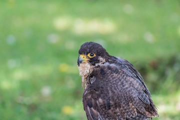 peregrine falcon resting in his innkeeper