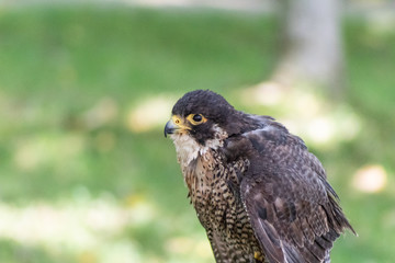peregrine falcon resting in his innkeeper
