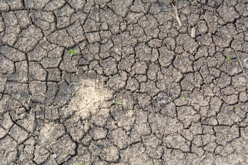 Cracked Earth and green grass