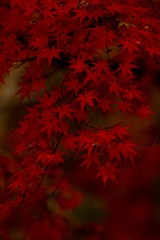 紅葉