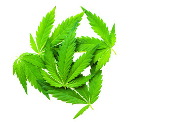 Green leaves of hemp on white background