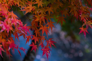 紅葉