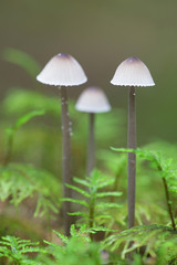 Mycena galopus, known as the milking bonnet or the milk-drop mycena, wild mushroom from Finland