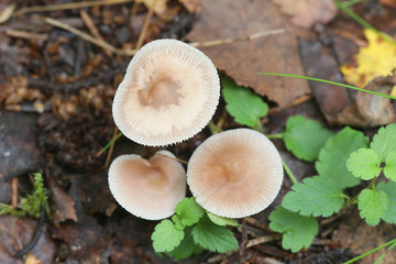Mycena pura, known as the lilac bonnet, poisonous mushroom from Finland