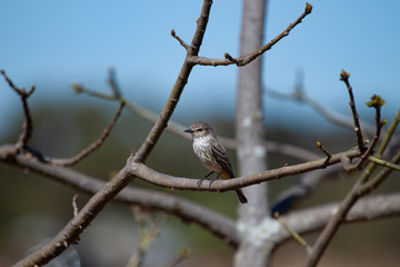 The birds world: Natural Soft Light on the delicate Bran-colored flycatcher (Myiophobus fasciatus) 