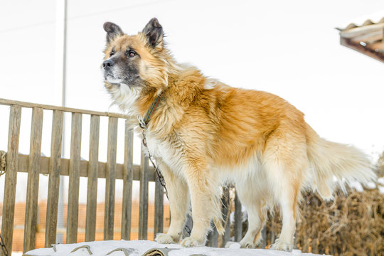 portrait of a fair haired big country dog standing on the roof of its doghouse with a wooden fence on the background in winter