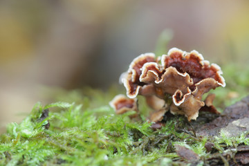 Stereum gausapatum, known as Bleeding Oak Crust, wild fungus from Finland