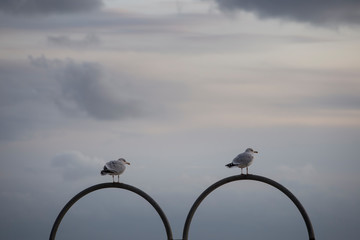 seagulls standing on boob shaped metal bar