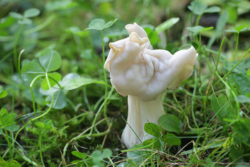 Helvella crispa, known as the white saddle, elfin saddle or common helvel, wild edible fungus from Finland