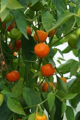 Sweet pepper Sweetonia mix
