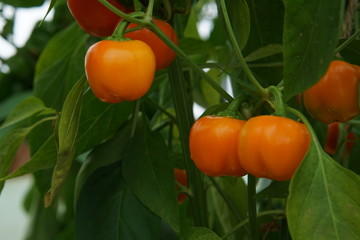 Sweet pepper Sweetonia mix