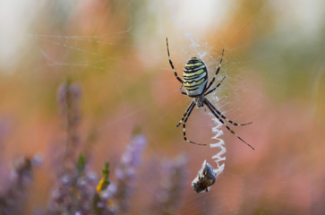 Argiope spider with prey on the web