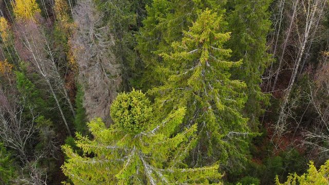 Aerial footage of a witch´s broom deformed spruce treetop.