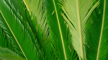 Naklejka na ściany i meble green palm leaves, can be used as background