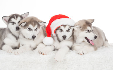 Naklejka premium Animals. Four puppies Husky white isolated, Christmas hat