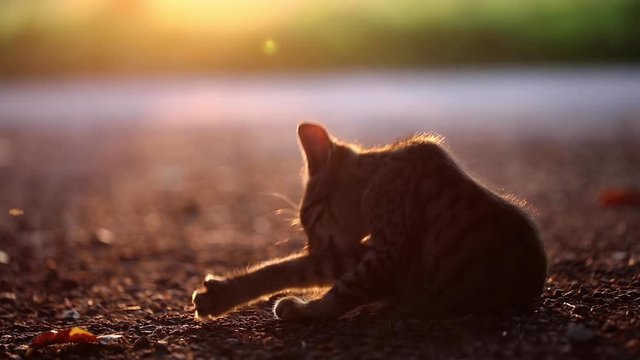 Cute little cat scratching herself during sunset
