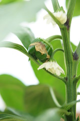 Obraz premium Sweet Pepper Tarquinio F1