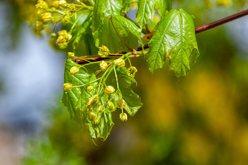 Vibrant colored branch of maple with yellow flowers at early spring before the leaves are fully grown.