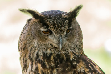 an eagle owl resting in his innkeeper