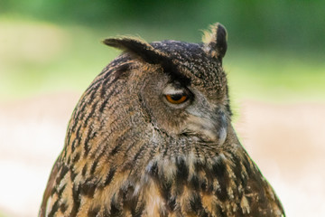 an eagle owl resting in his innkeeper