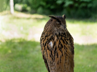 an eagle owl resting in his innkeeper