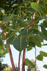 Ficus religiosa