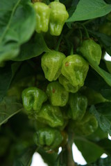 Pepper Trinidad Perfume