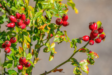 Close-up of red berries of rose hips at sunny autumn morning.