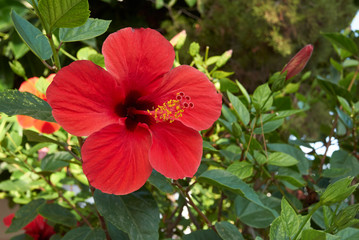 Hibiscus rosa-sinensis