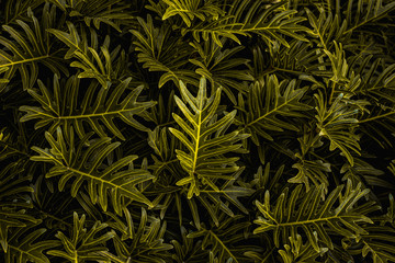Naklejka na ściany i meble abstract green leaf texture, dark blue tone nature background, tropical leaf
