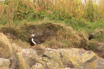 Puffin guarding its nest on cliff edge