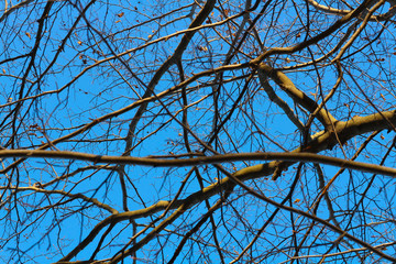 branches of a tree against blue sky