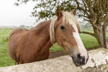 Obraz premium Close up of a brown horse, with a light colored mane