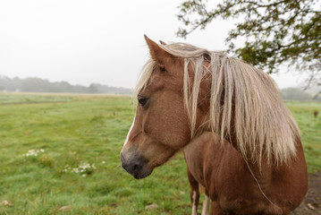 Close up of a brown horse, with a light colored mane