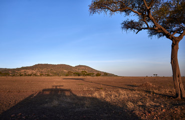 shadow in safari