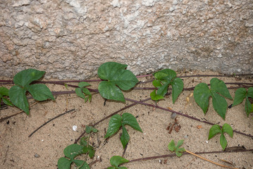 Ipomoea indica